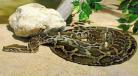 python99玫瑰花