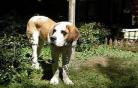 养圣伯纳犬的血泪史