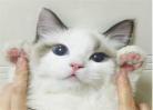 布偶猫咪图片