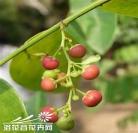 果小果主播图片