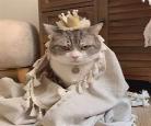 猫狗的情侣头像