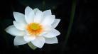 攻为了白莲花把受的武功废了