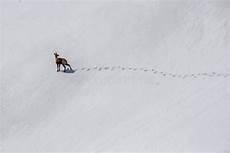 搜索雪羚羊