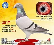 成都国翔公棚归巢名单
