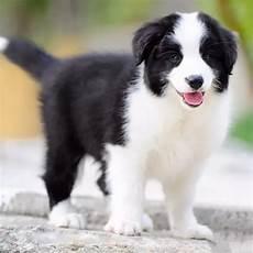 牧羊犬价格多少钱一只