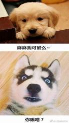 狗是不是喜欢臭的东西