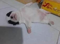生了6只小狗是什么运