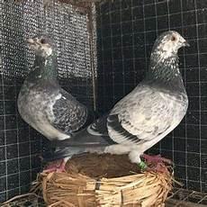 白鸽组合为什么离婚